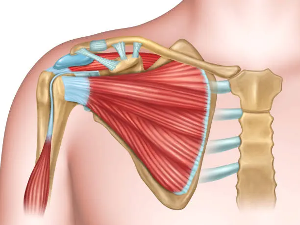 Shoulder About