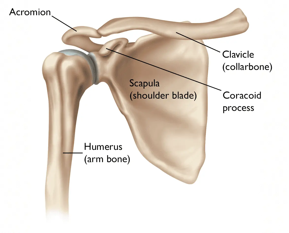 Shoulder joint anatomy