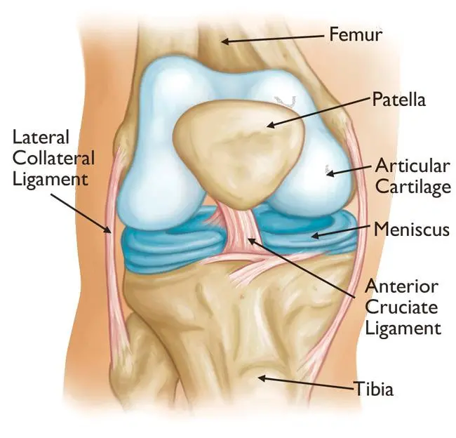 Joint anatomy diagram